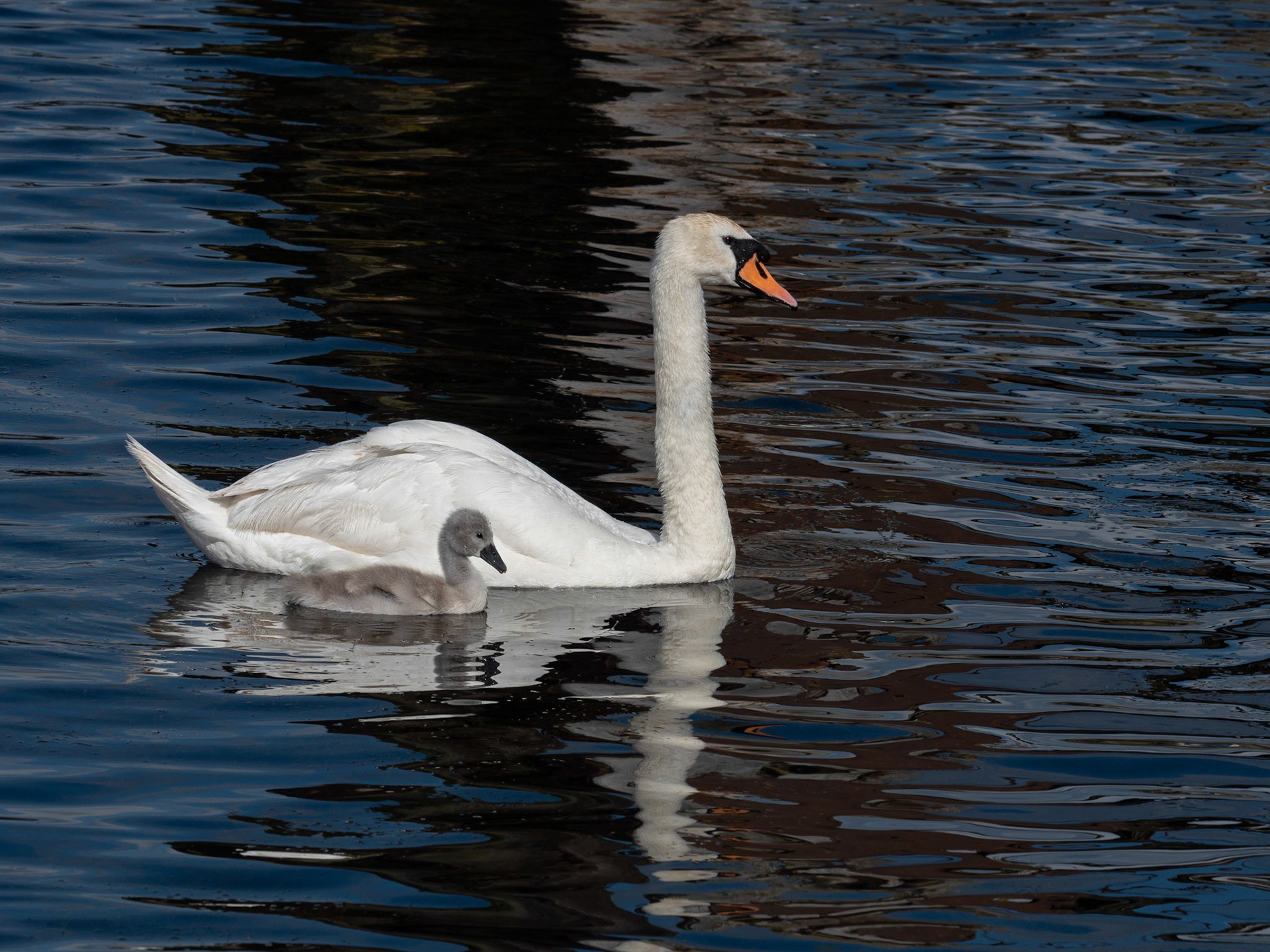 Mte Swan and Cygnet