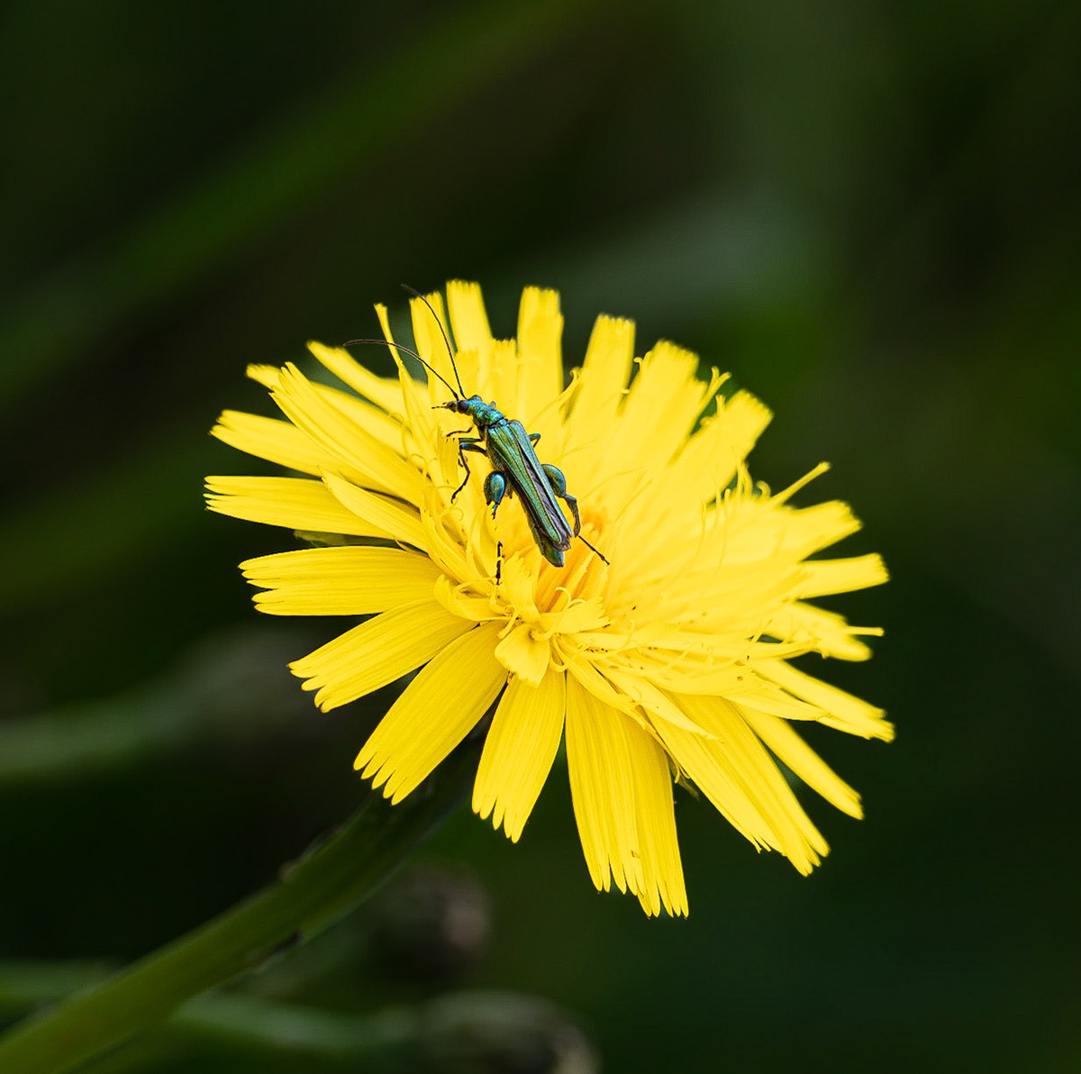 Bug on a Dandelion