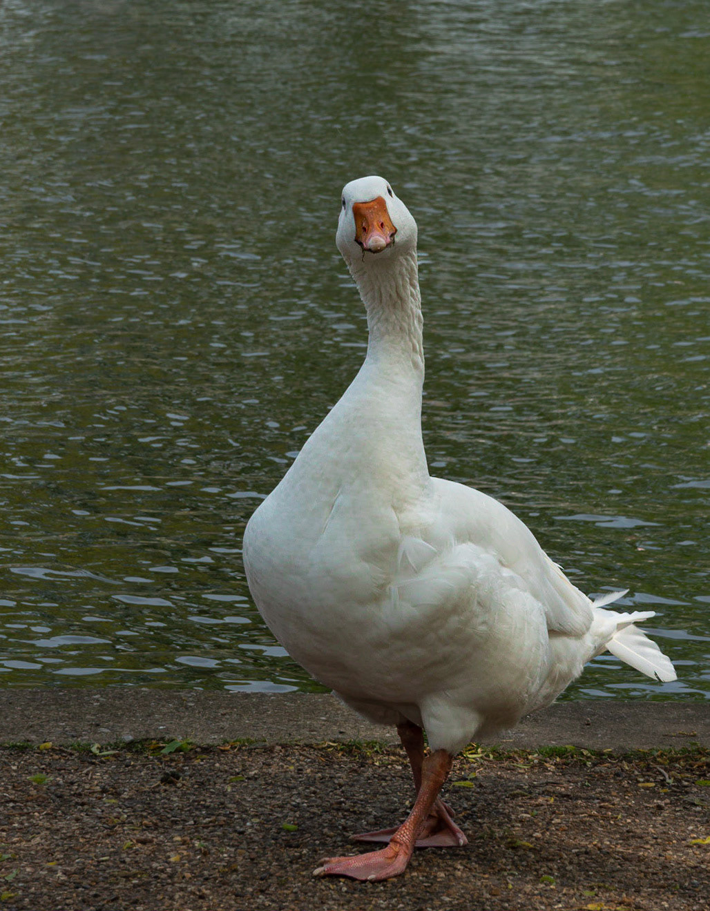 Goose