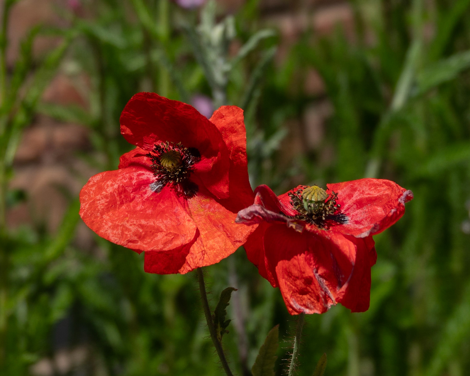 Poppies