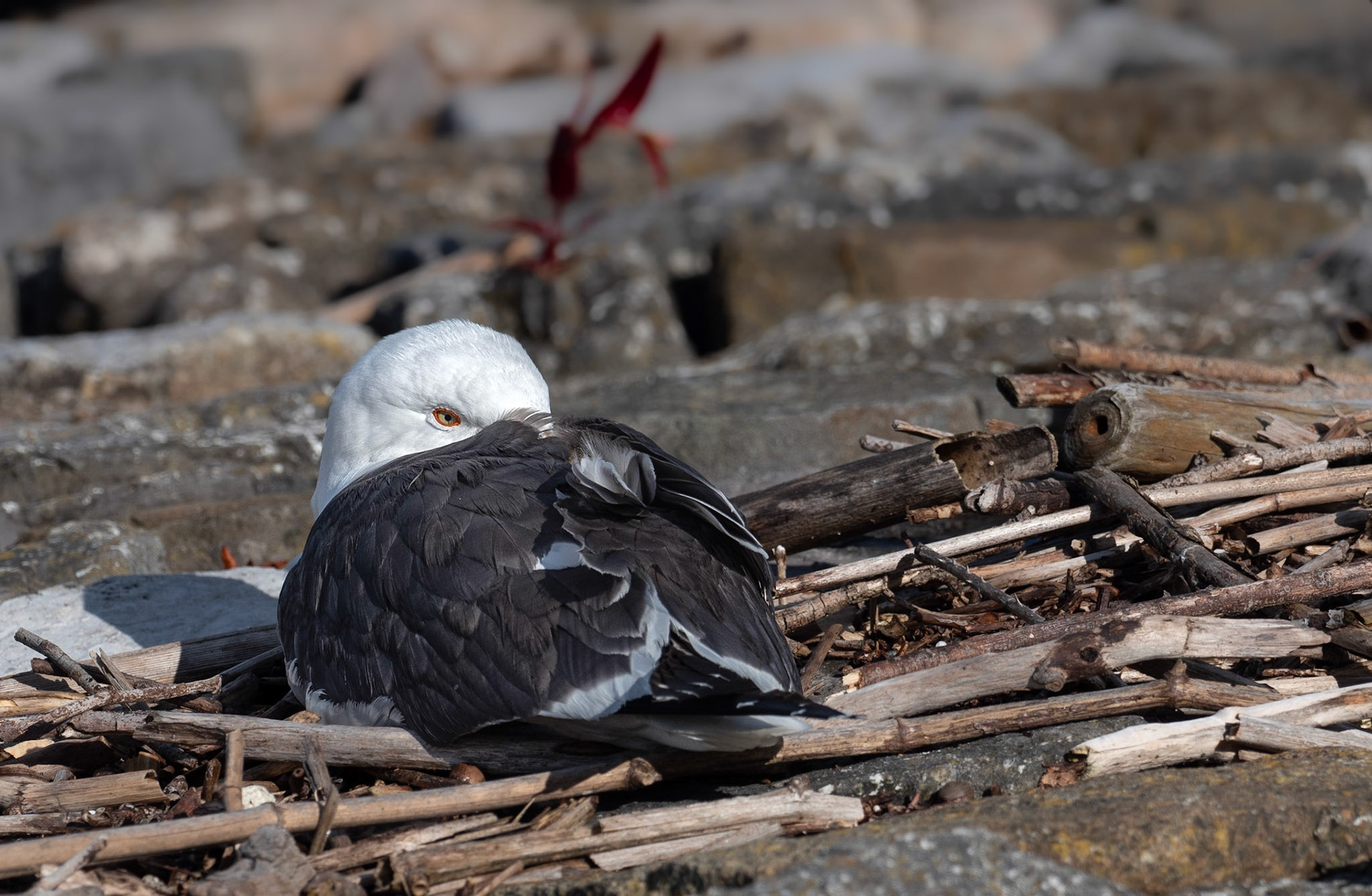Black-winged gull
