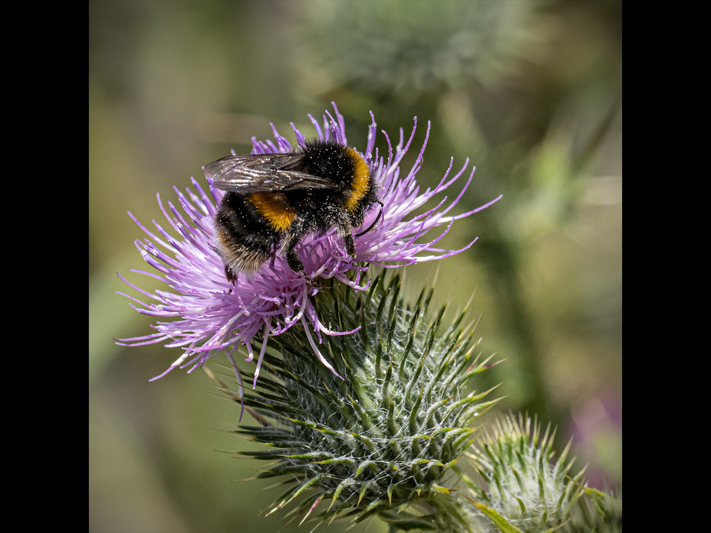 Bumble Bee