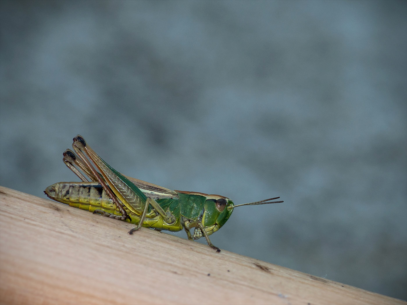 Grasshopper