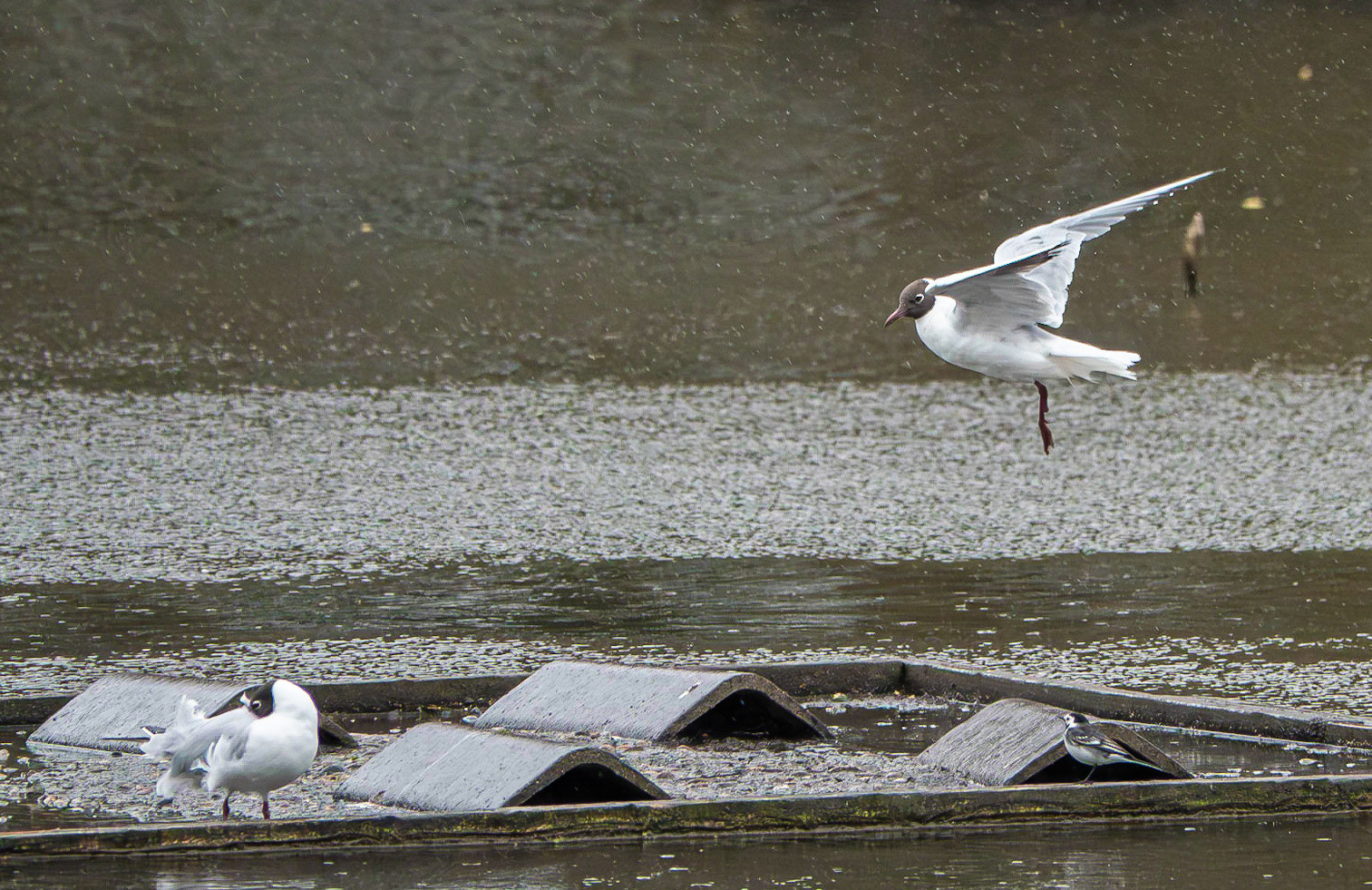 Gull coming in to Land