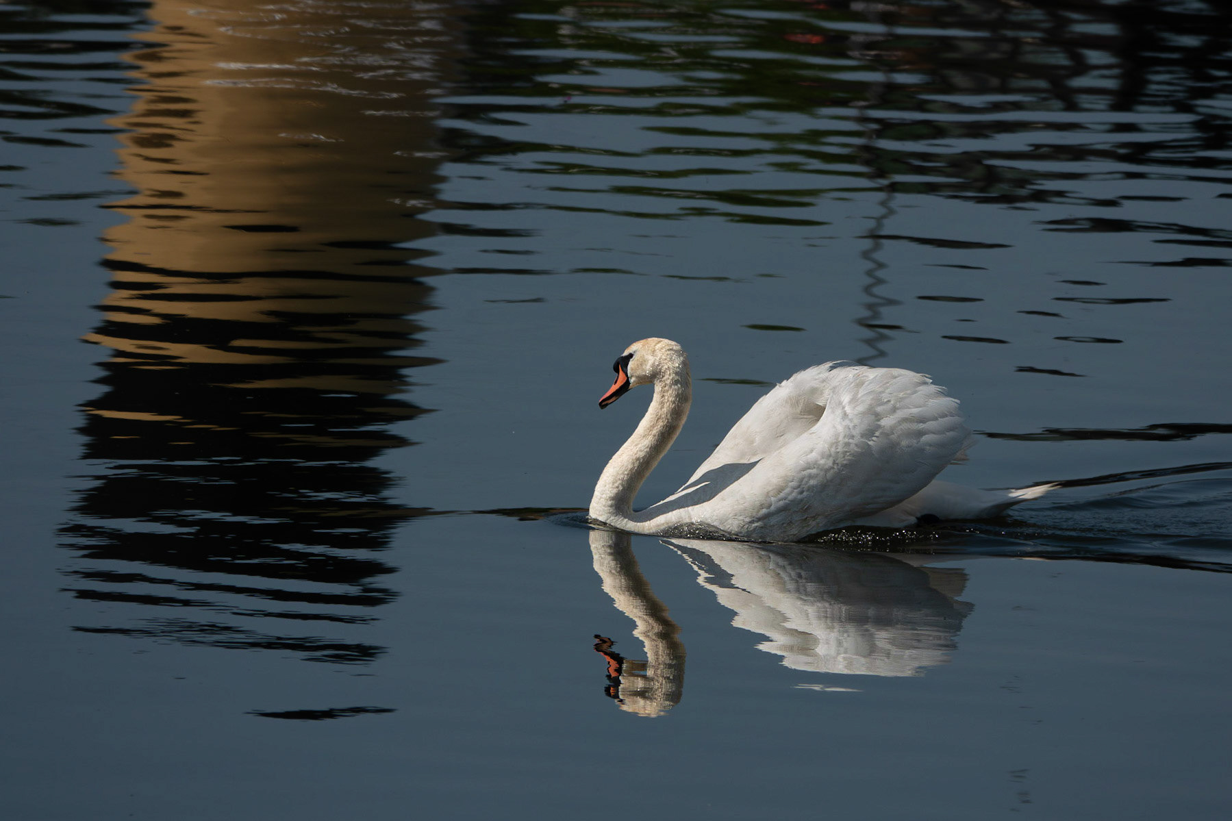 Mute Swan on the Clyde