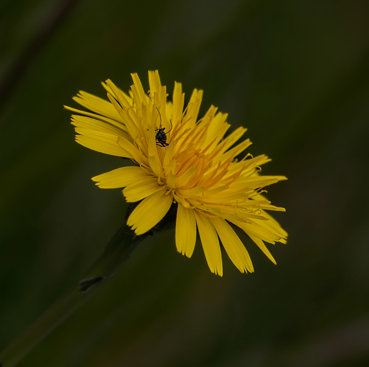 Bug on Dandelion