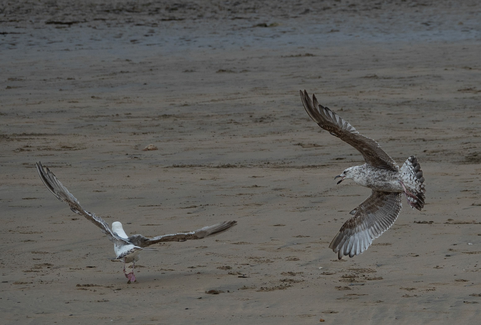 Juvenile Seagulls