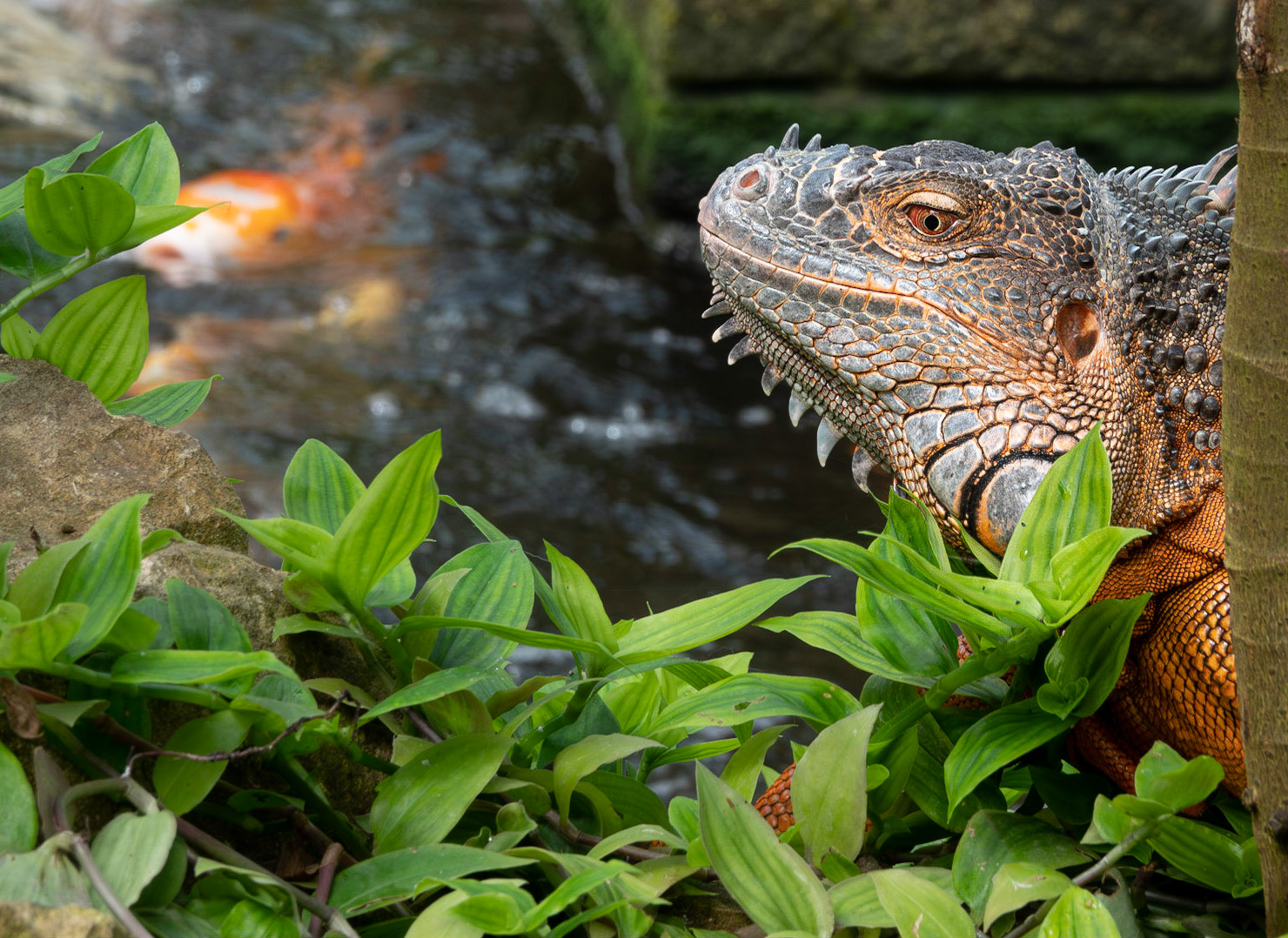 Iguana