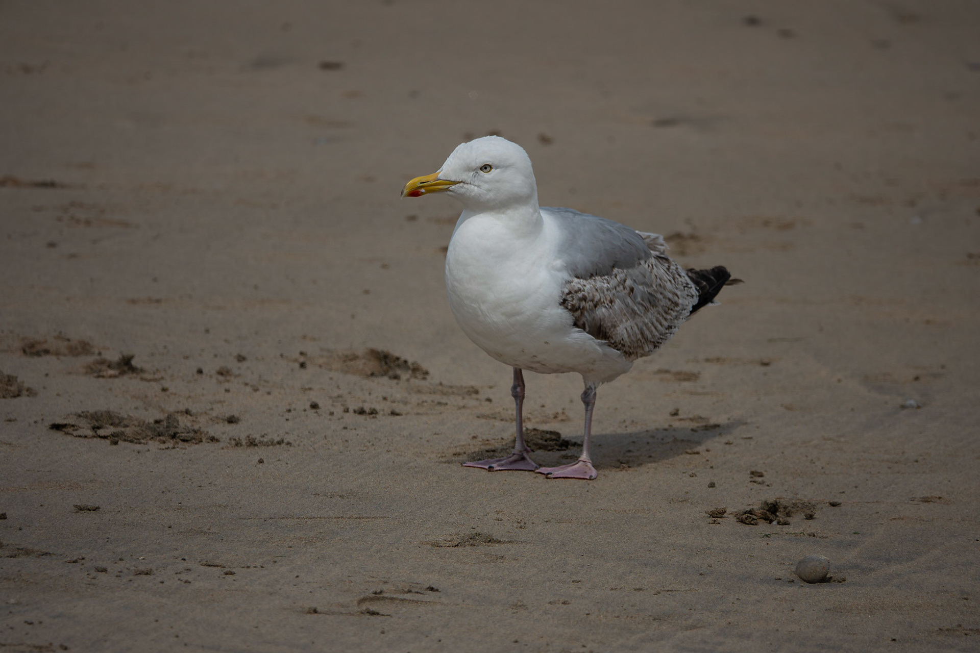 Herring Gull