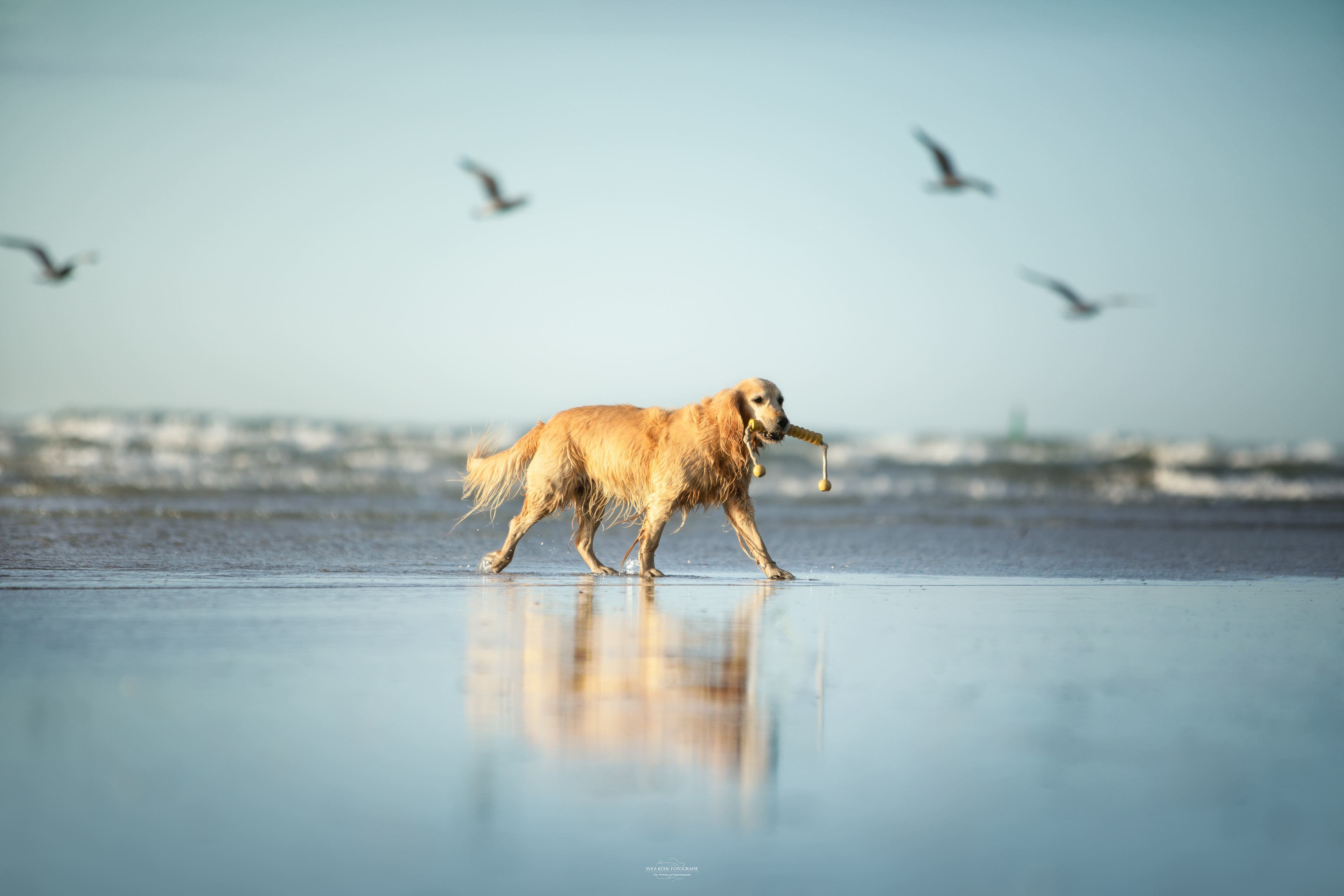 TIERFOTOGRAFIE