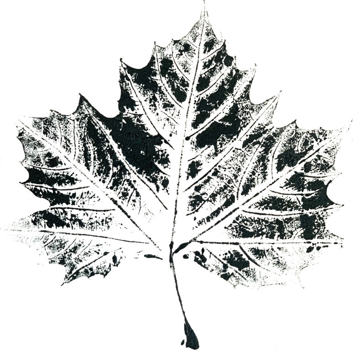 'Leaf' - Medium: Lino print