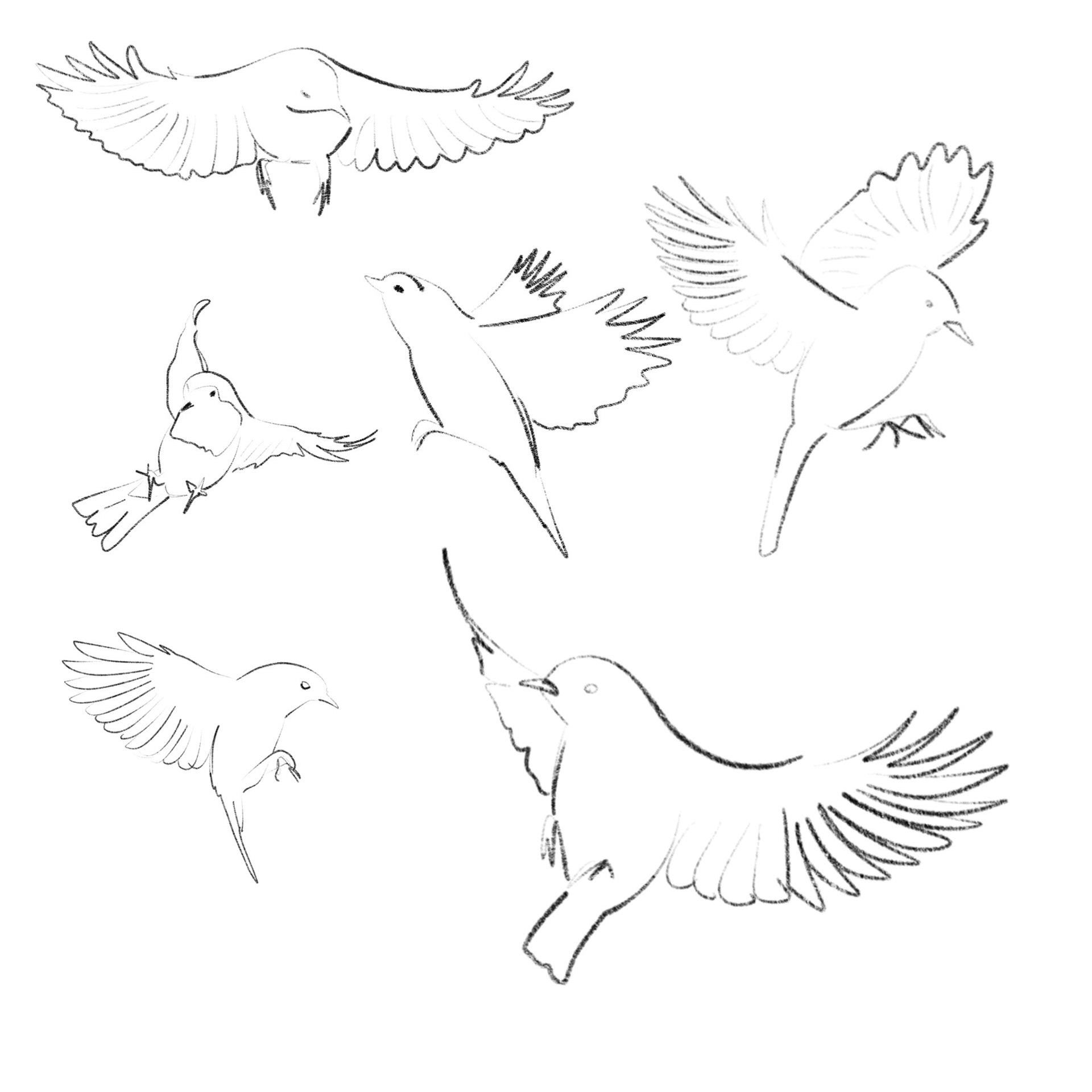 Virgin Wines Commission - Sketches - Medium: Procreate