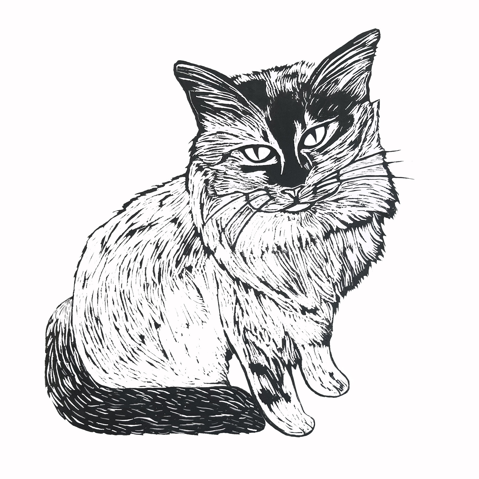 'Alan the Cat' - Medium: Lino print