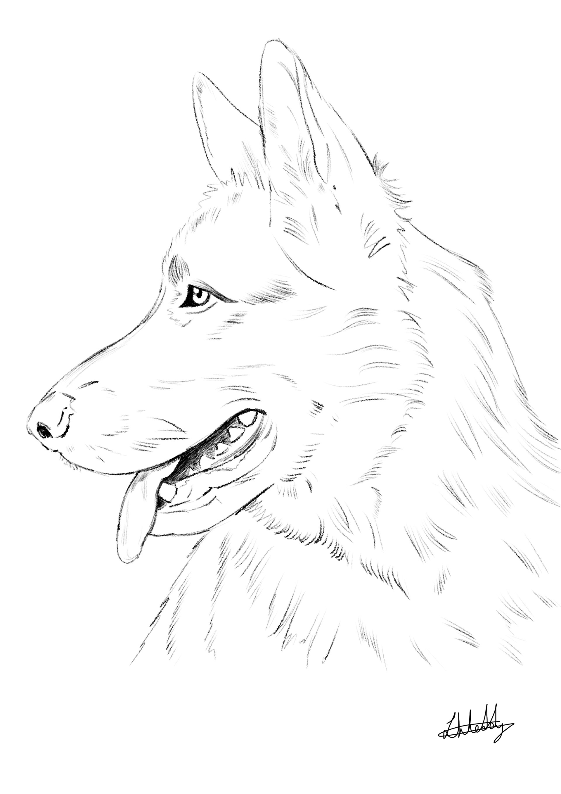 Alsatian Portrait