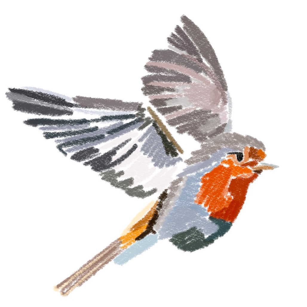 Virgin Wines Commission - Initial Robin Design - Medium: Procreate