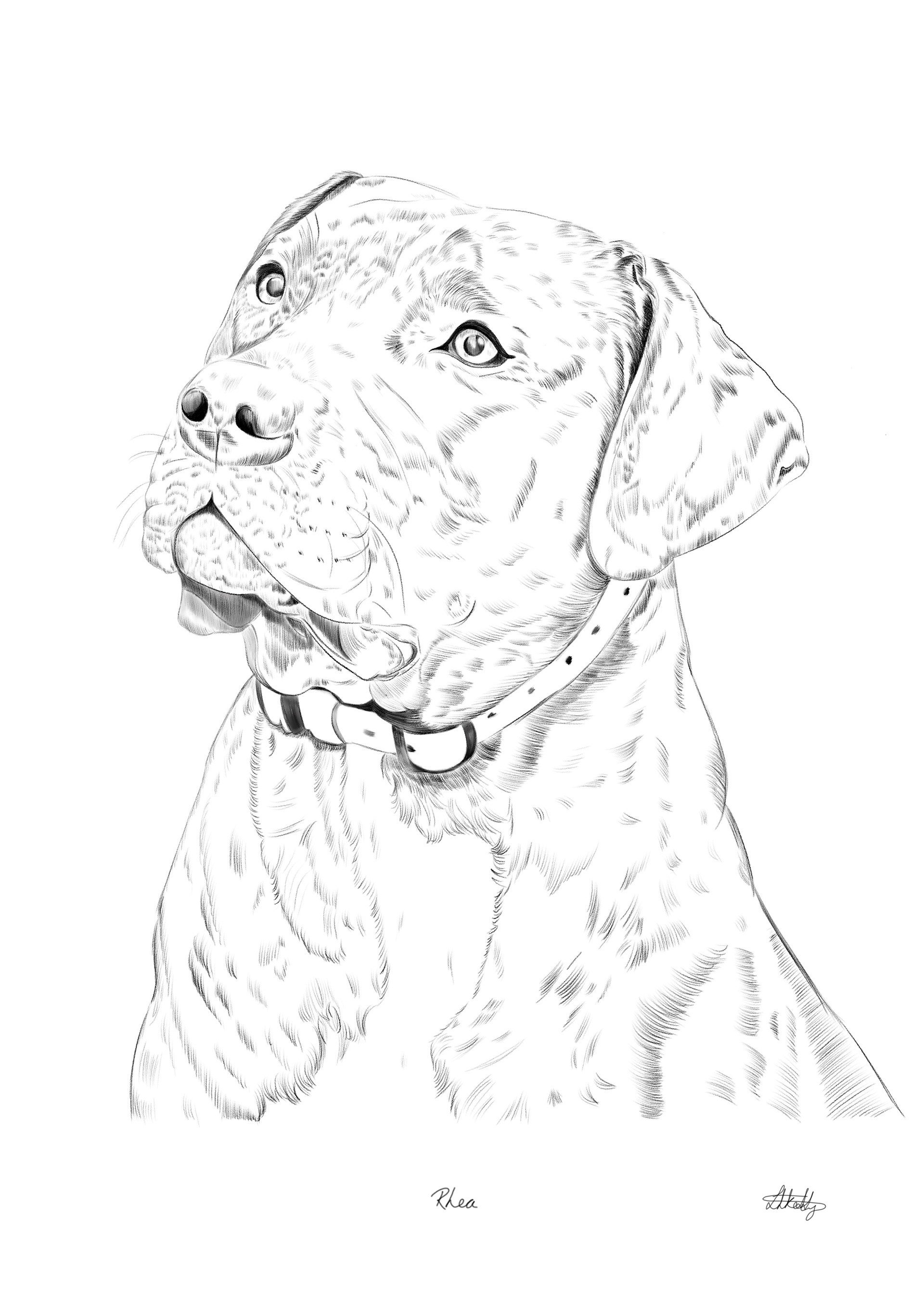 Staffordshire Terrier Portrait