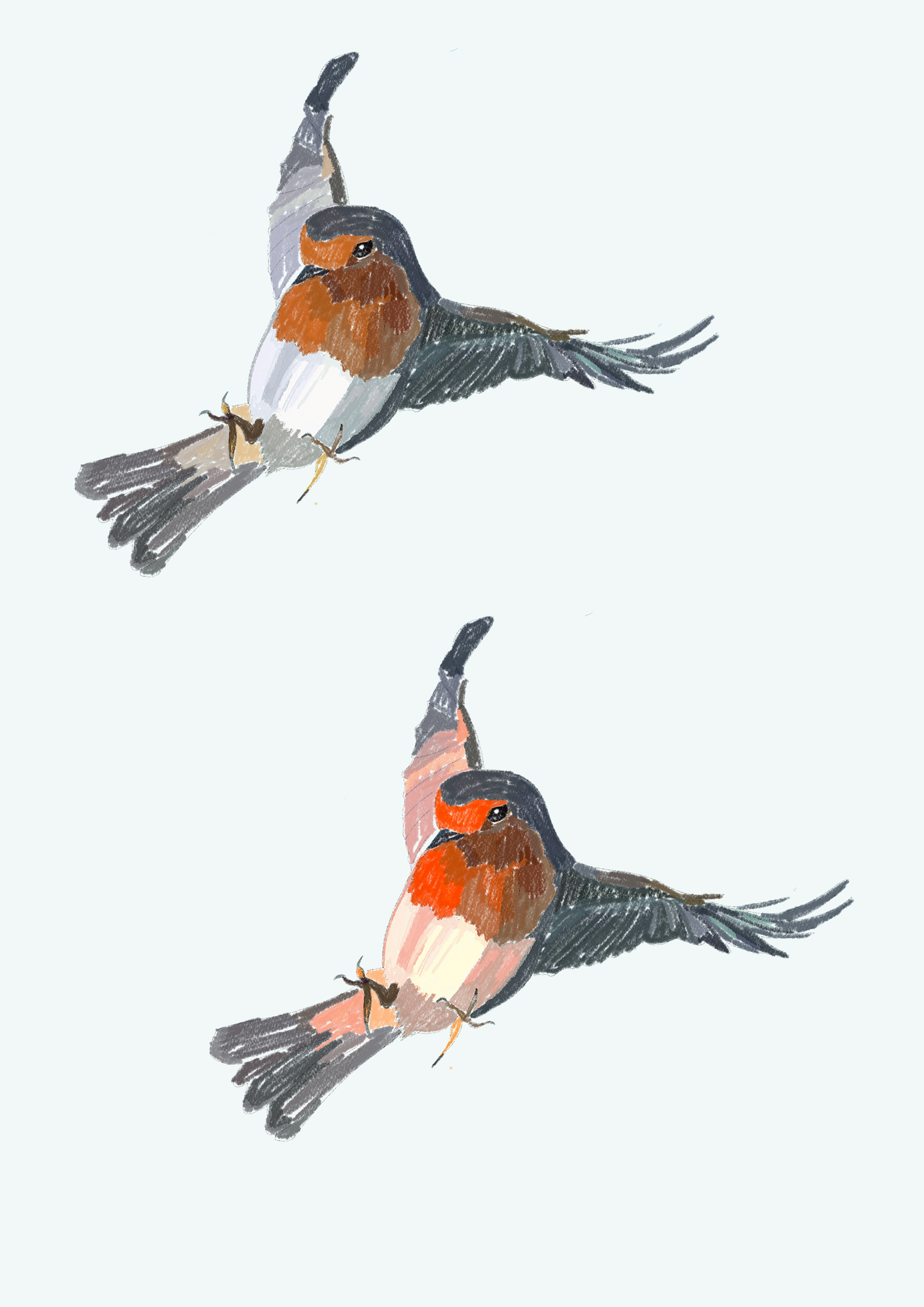 Virgin Wines Commission - Initial Robin Design - Medium: Procreate
