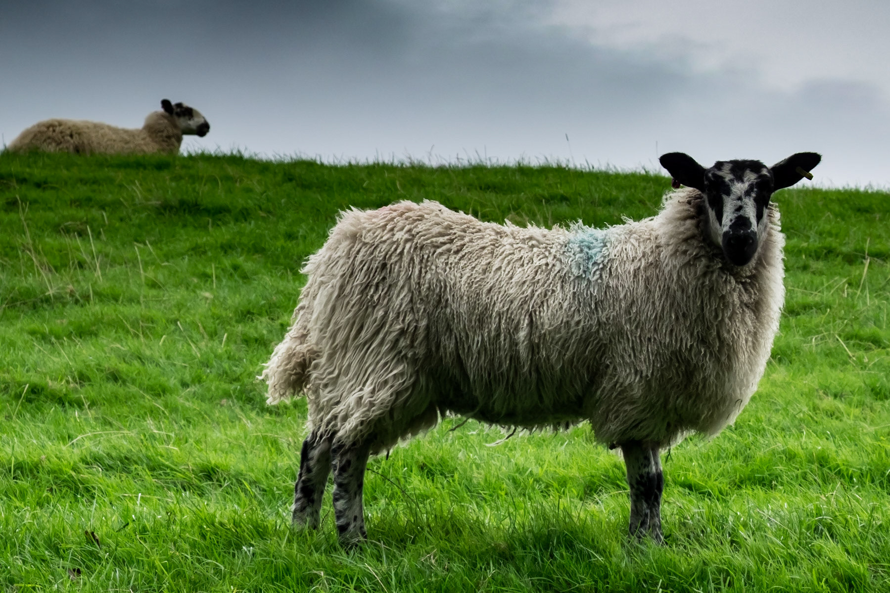 Curious sheep
