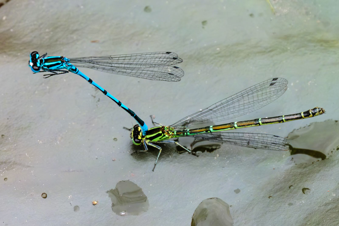 Mating Damselfy