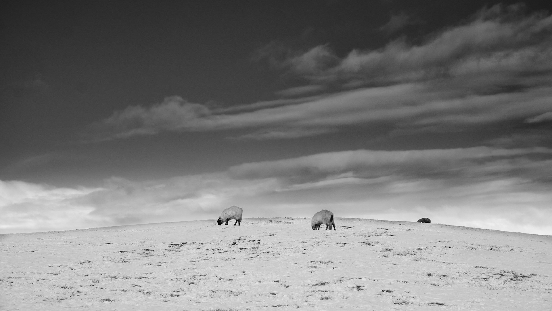 Sheep on Kildwick Moor