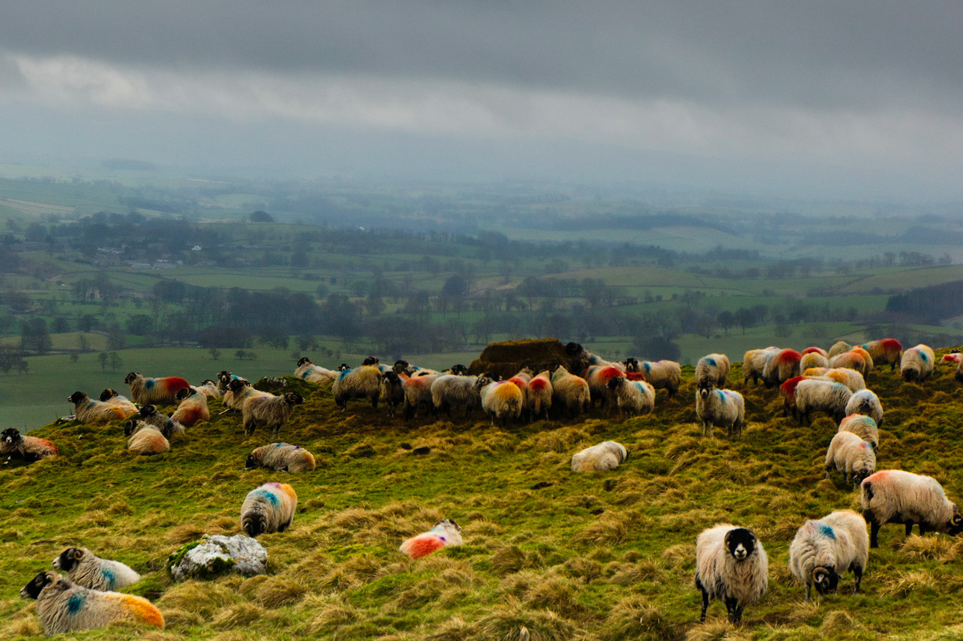 Sheep above Malhamdale