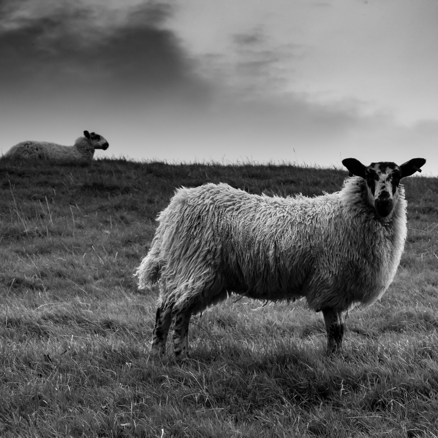 Curious sheep