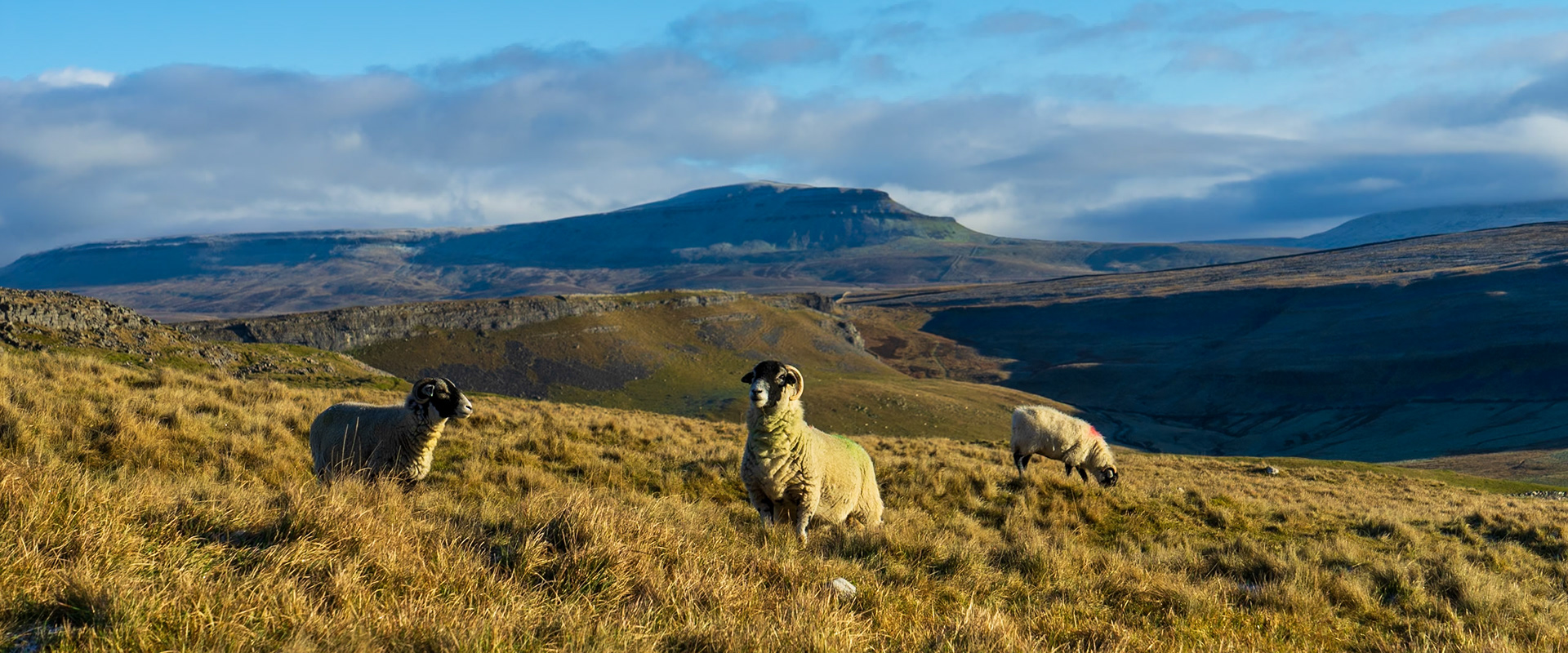 Sheep with Moughton Scar and Pen-y-ghent in the background