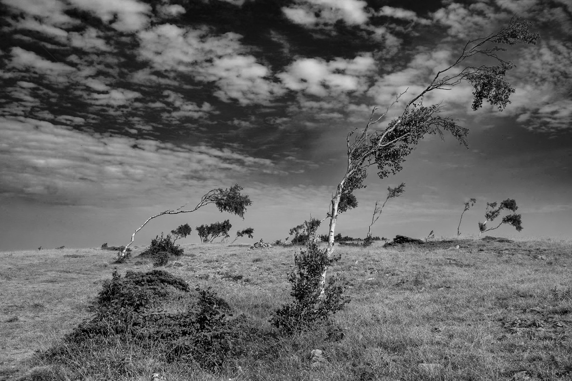 Trees bent by the wind on Whitbarrow in the Lake District
