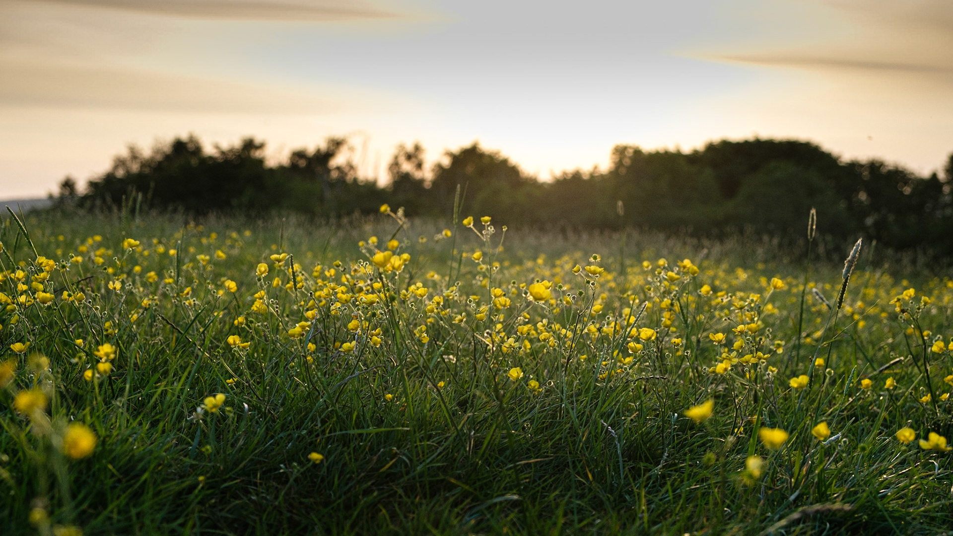 Field buttercups in Northcliffe Park