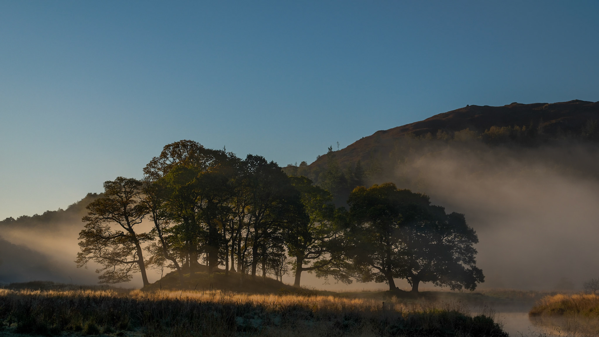 Trees by the River Brathay in Langdale