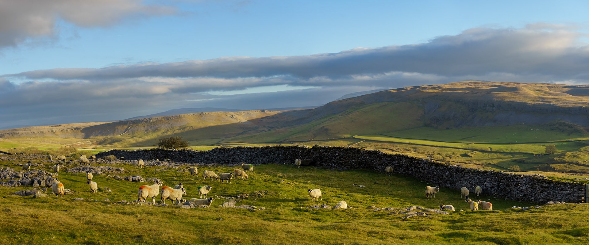 Sheep above Crummackdale in the Yorkshire Dales