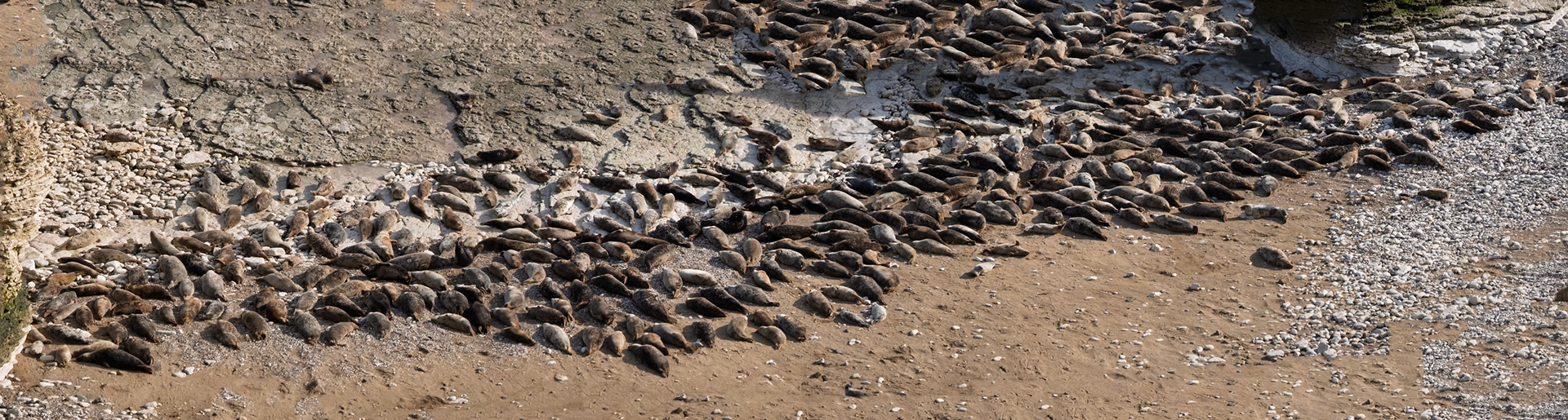 Seals at Flamborough Head