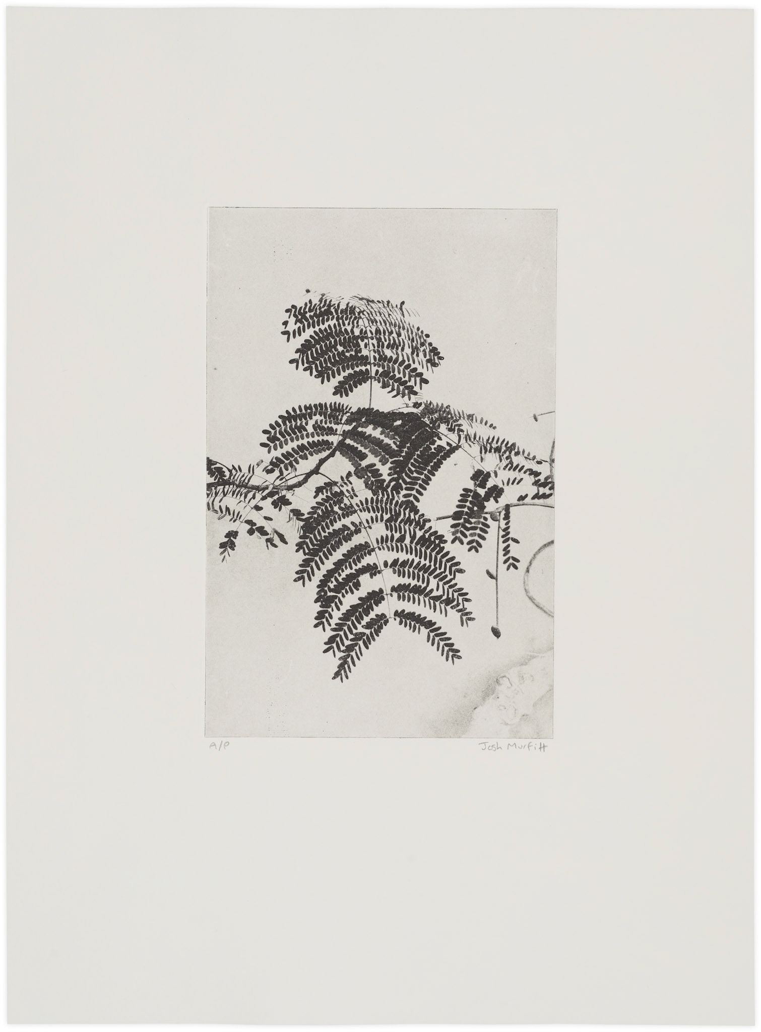 'Delonix Regia', open edition, 28 x 38 cm