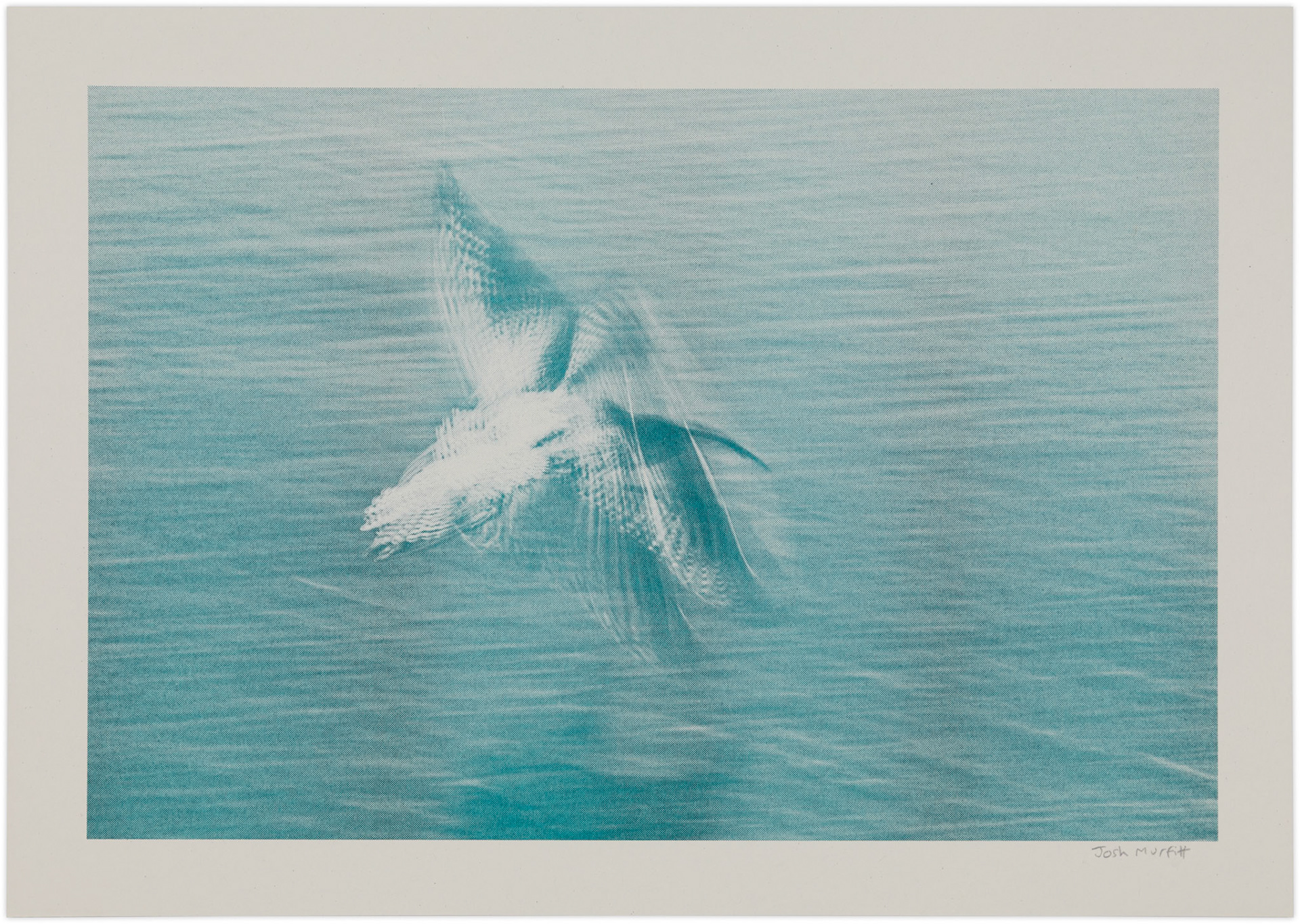 'Curlew in Flight', A4 on Context Natural 190gsm