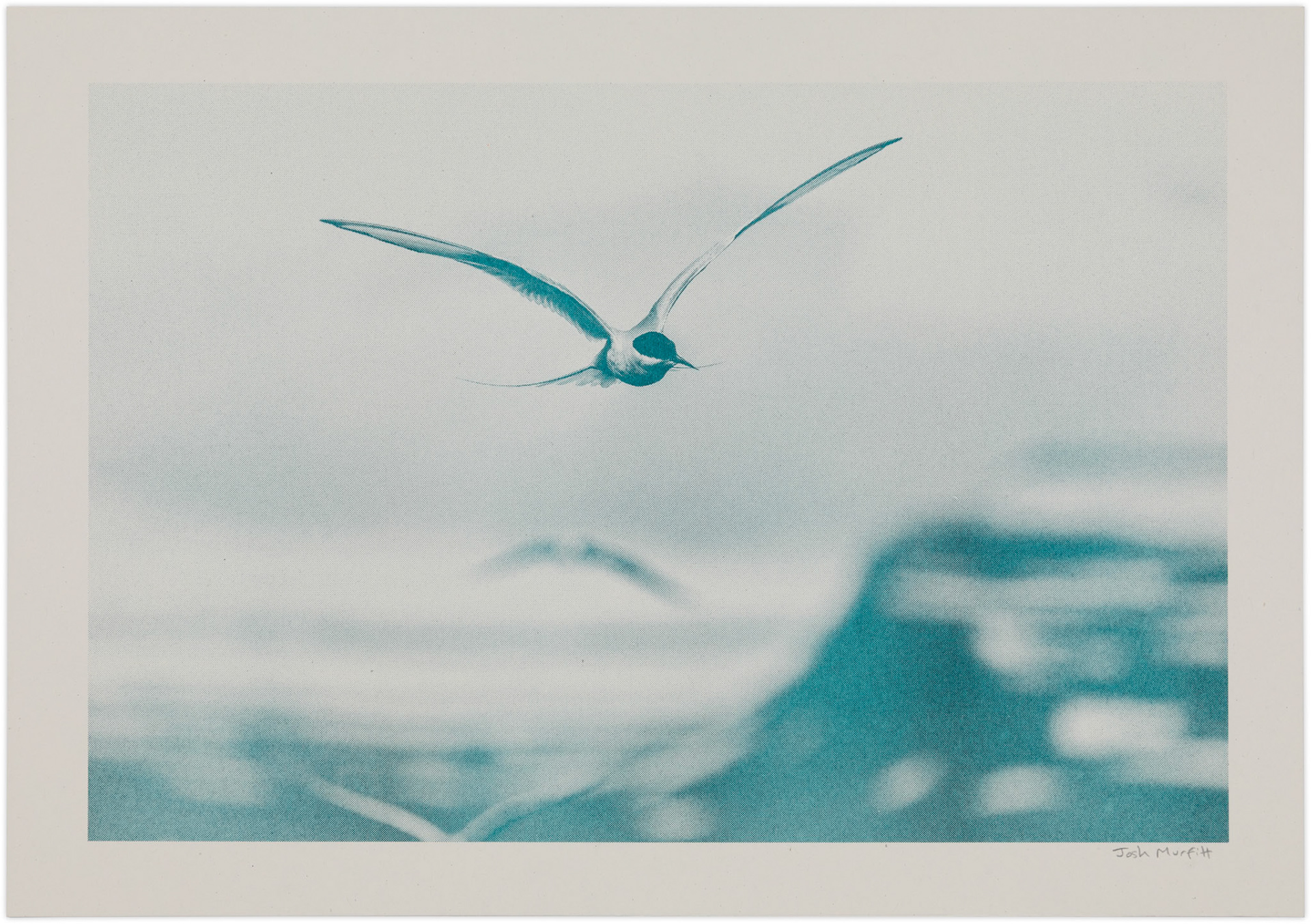 'Vigur Island Tern', A4 on Context Natural 190gsm