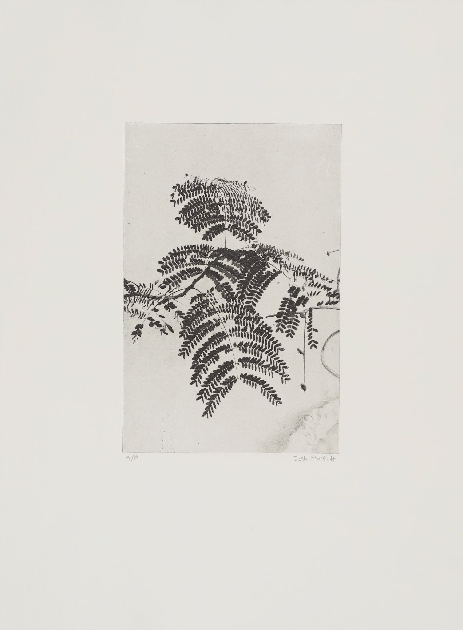 'Delonix Regia', open edition, 28 x 38 cm