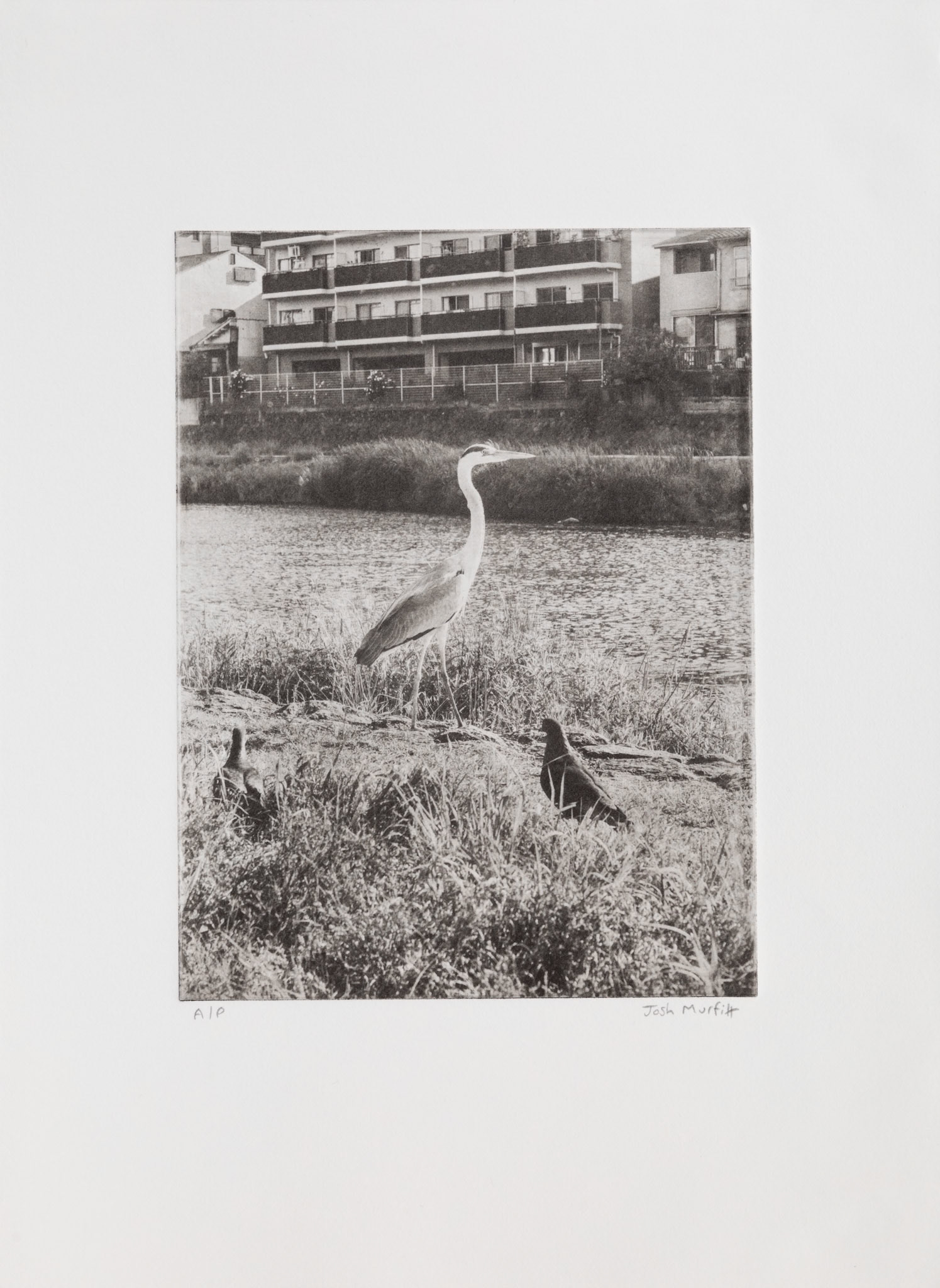'Heron by the Kamo River, Kyoto', edition of 4, 24.2 x 33.2 cm on Awagami Bamboo 170gsm