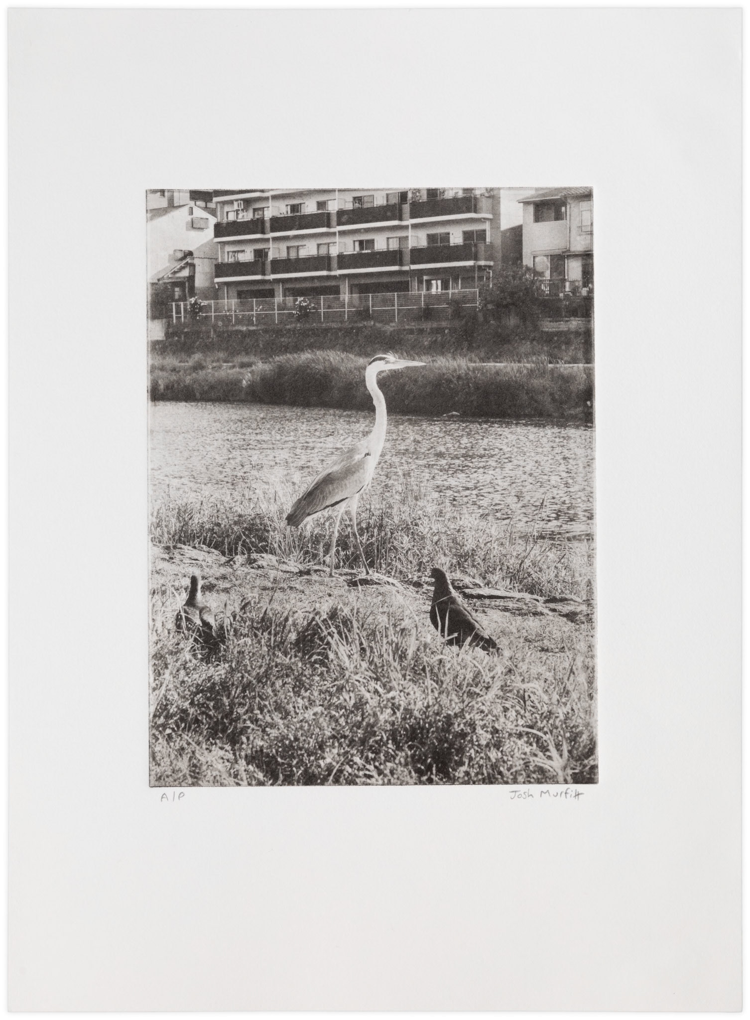 'Heron by the Kamo River, Kyoto', edition of 4, 33.2 x 24.2 cm on Awagami Bamboo 170gsm