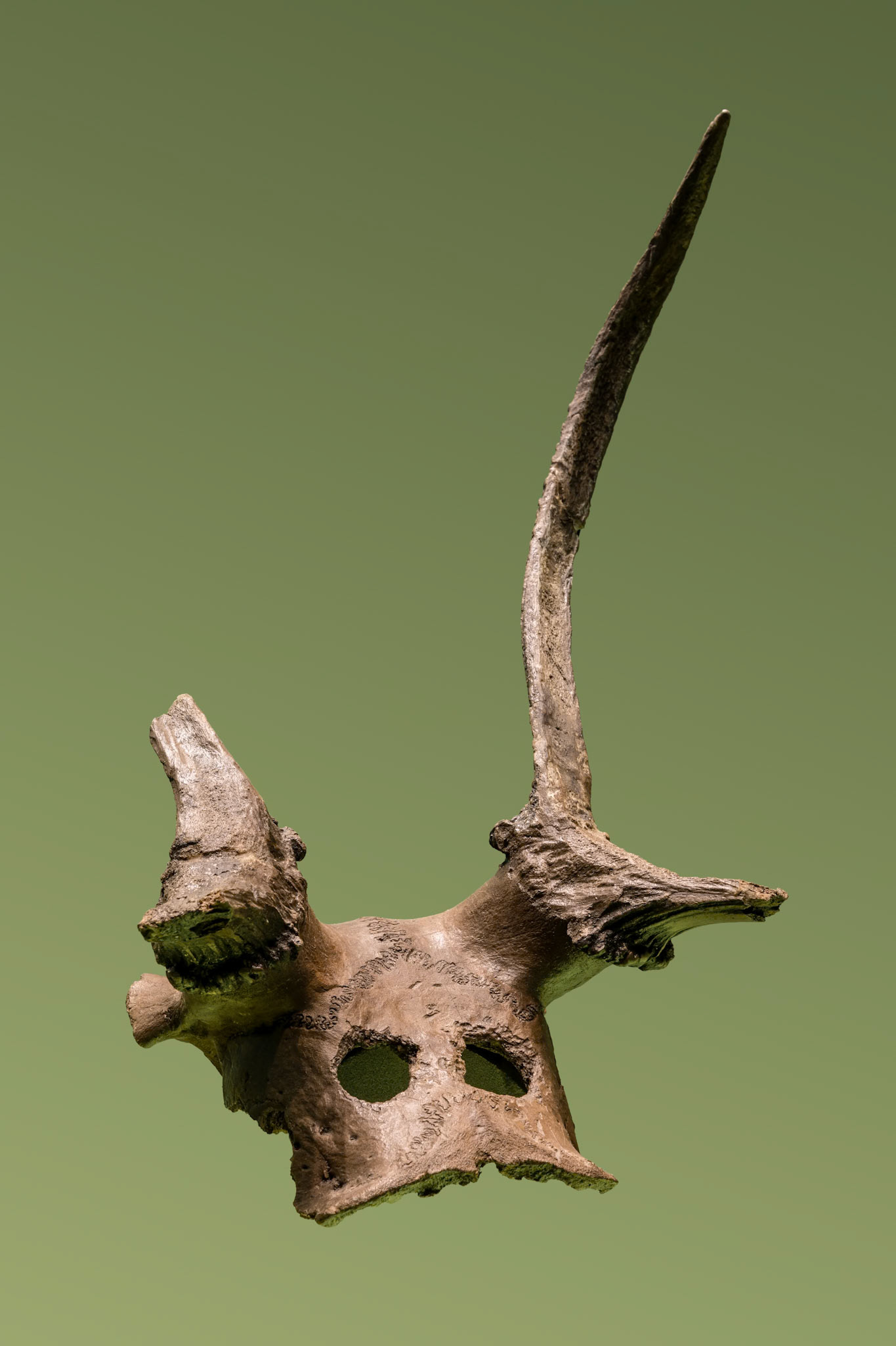 1953.61 A, red-deer frontlet, Mesolithic, Star Carr, © Museum of Archaeology and Anthropology, University of Cambridge