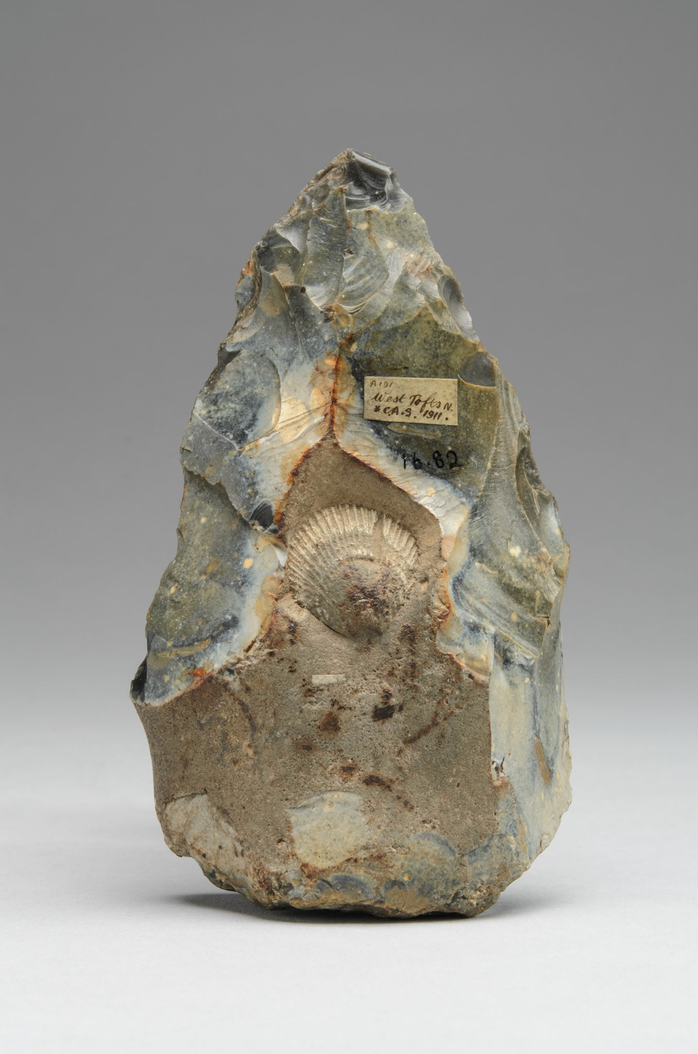 1916.82/Record 2, handaxe knapped around a fossil shell, Lower Paleolithic, Norfolk, © Museum of Archaeology and Anthropology, University of Cambridge