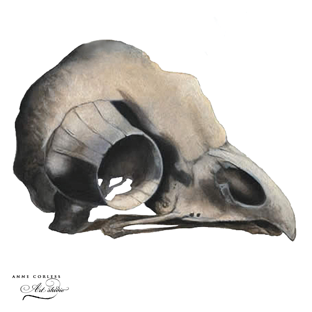Owl Skull; acrylic painting.