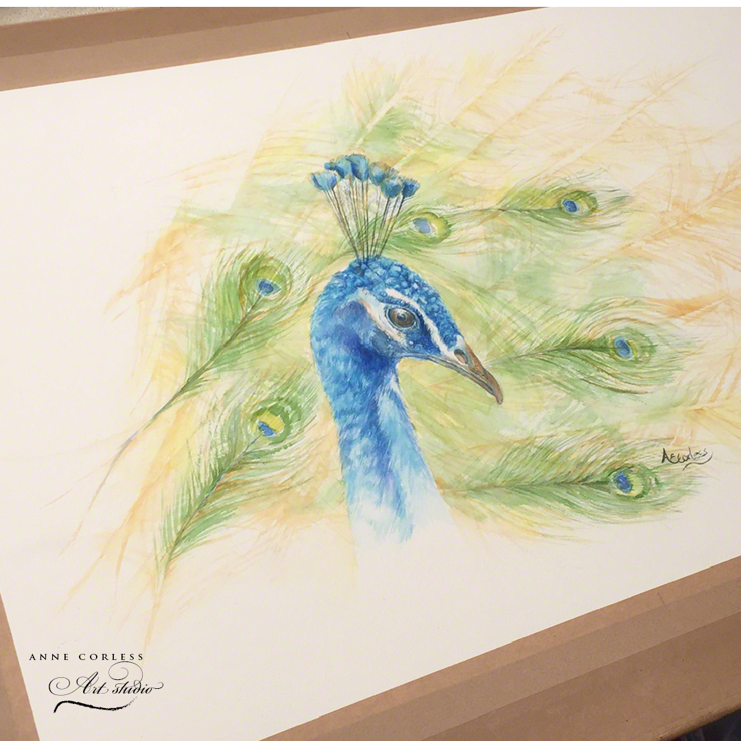 Peacock painting in watercolour.