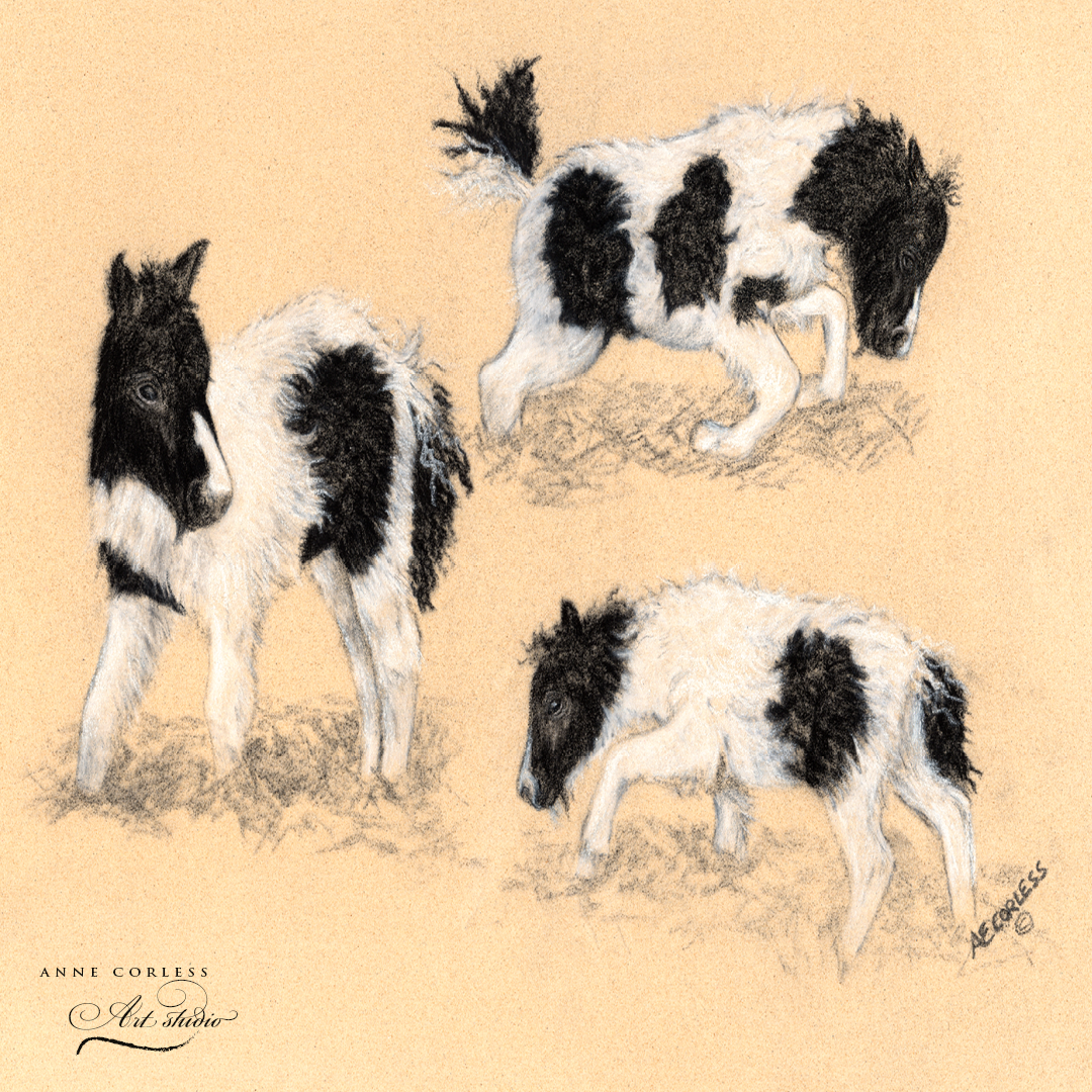 Foal; charcoal and pastel.