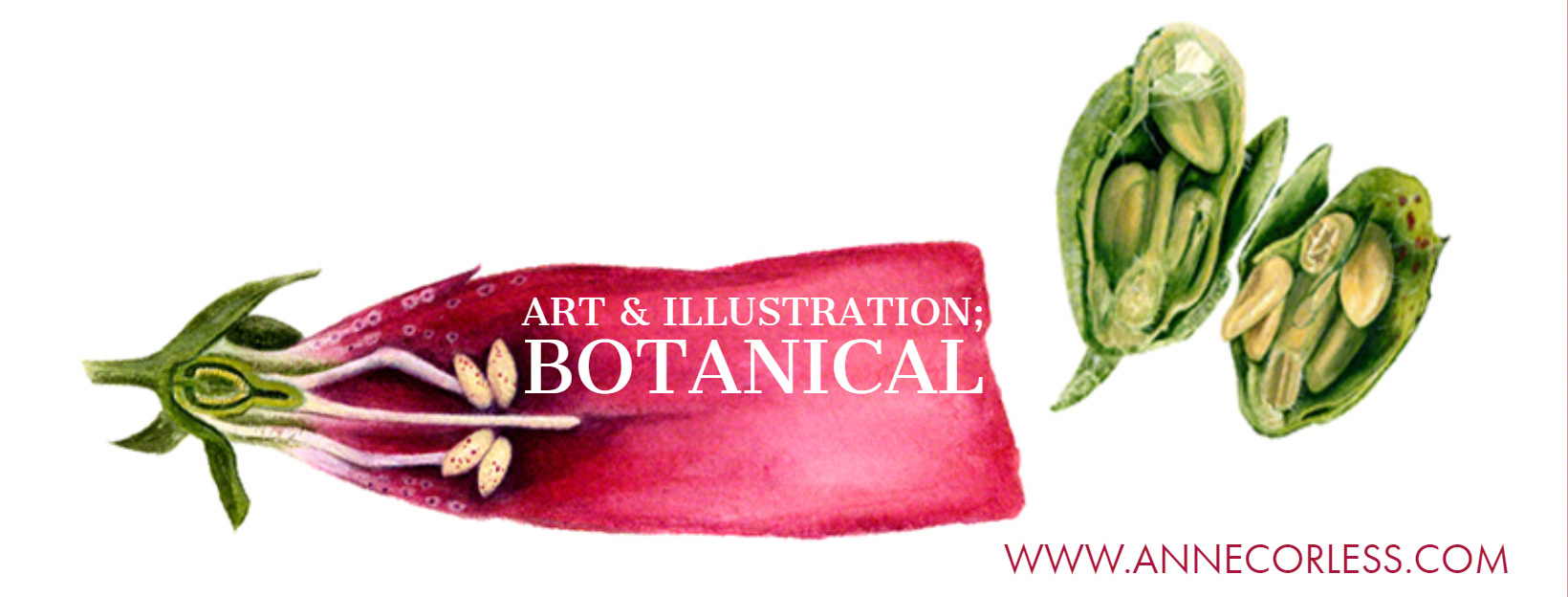 Foxglove plant, Watercolour painting,