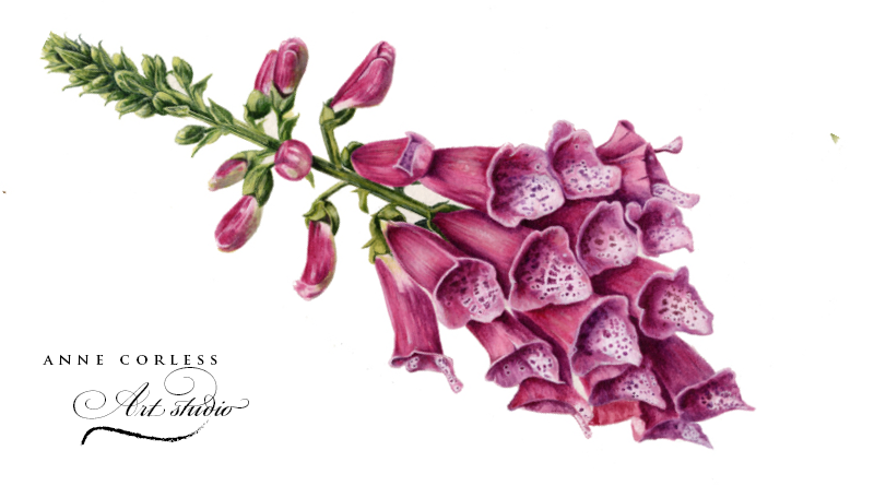 Foxglove plant, Watercolour painting,