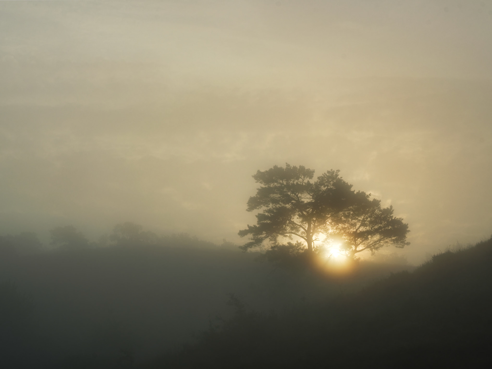 A fény születése 2024