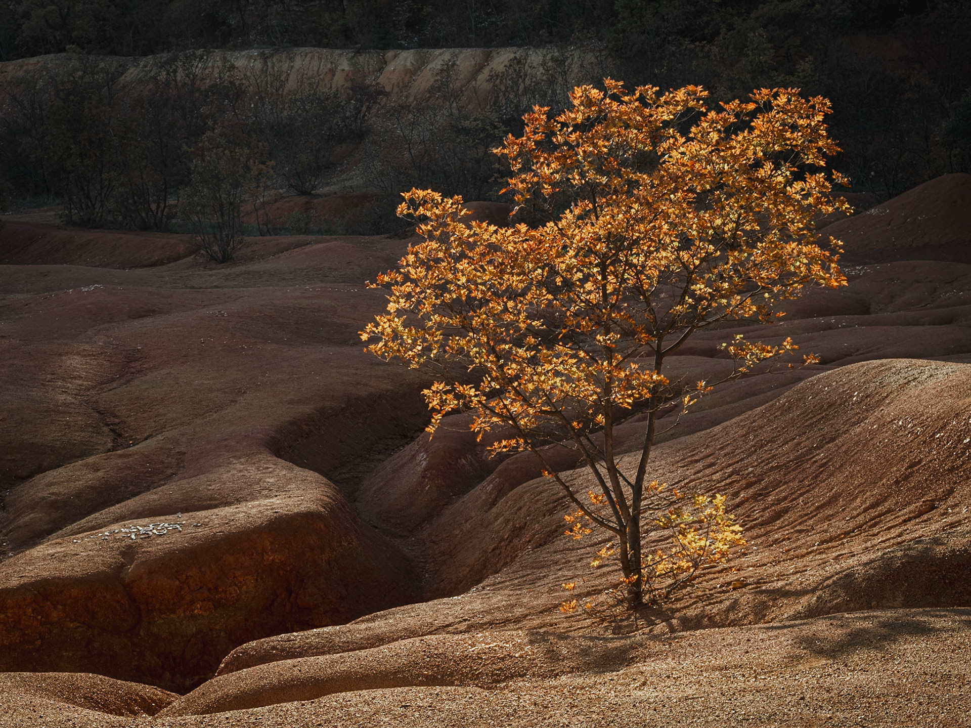 Arany lomb a vörös földön 2024