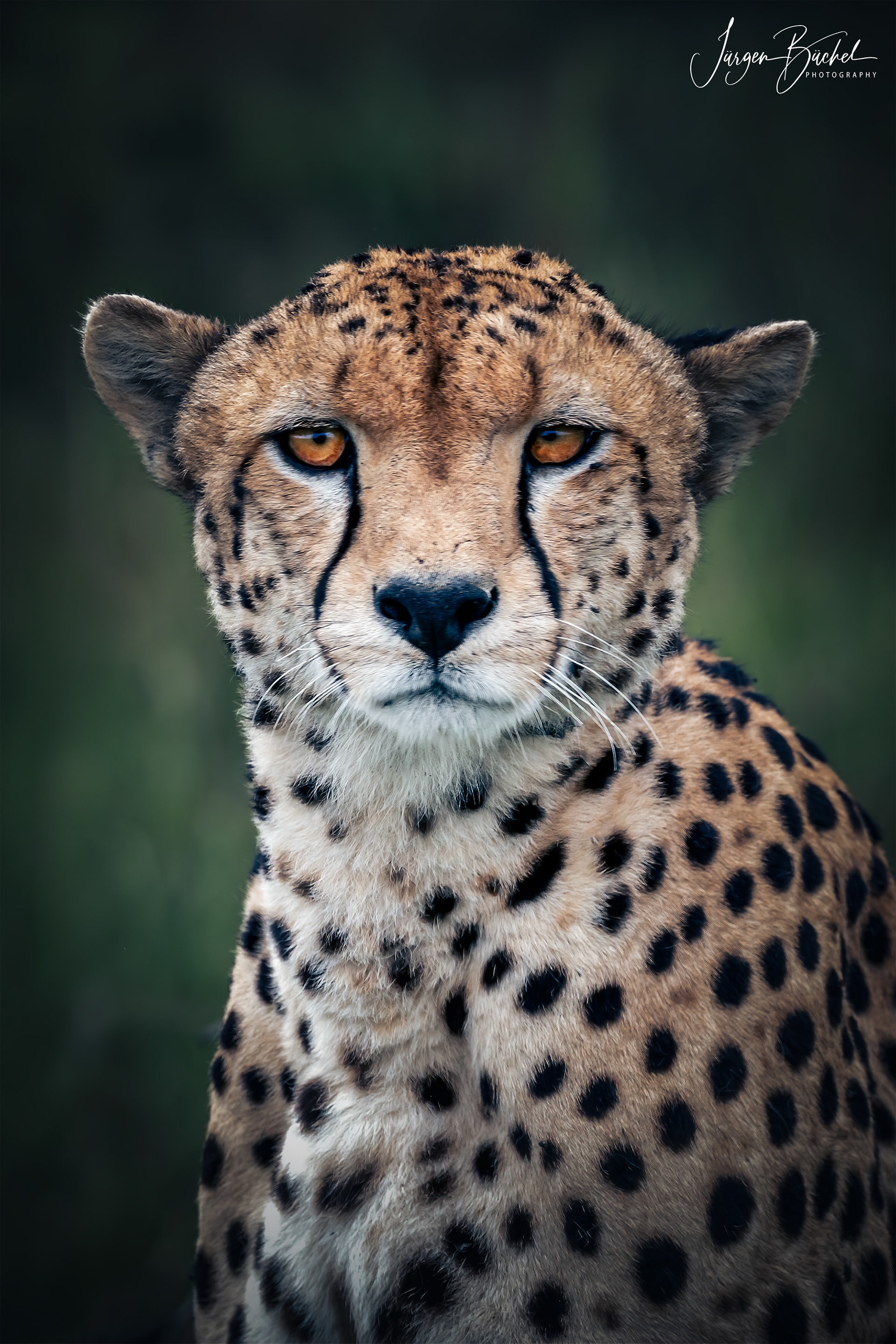 Olare Motorogi Conservancy, Kenya