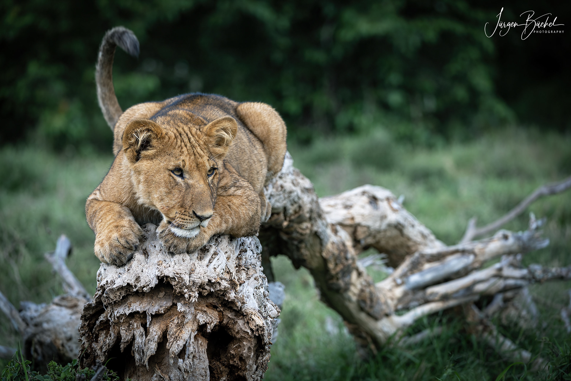 Ol Kinyei Conservancy, Kenya