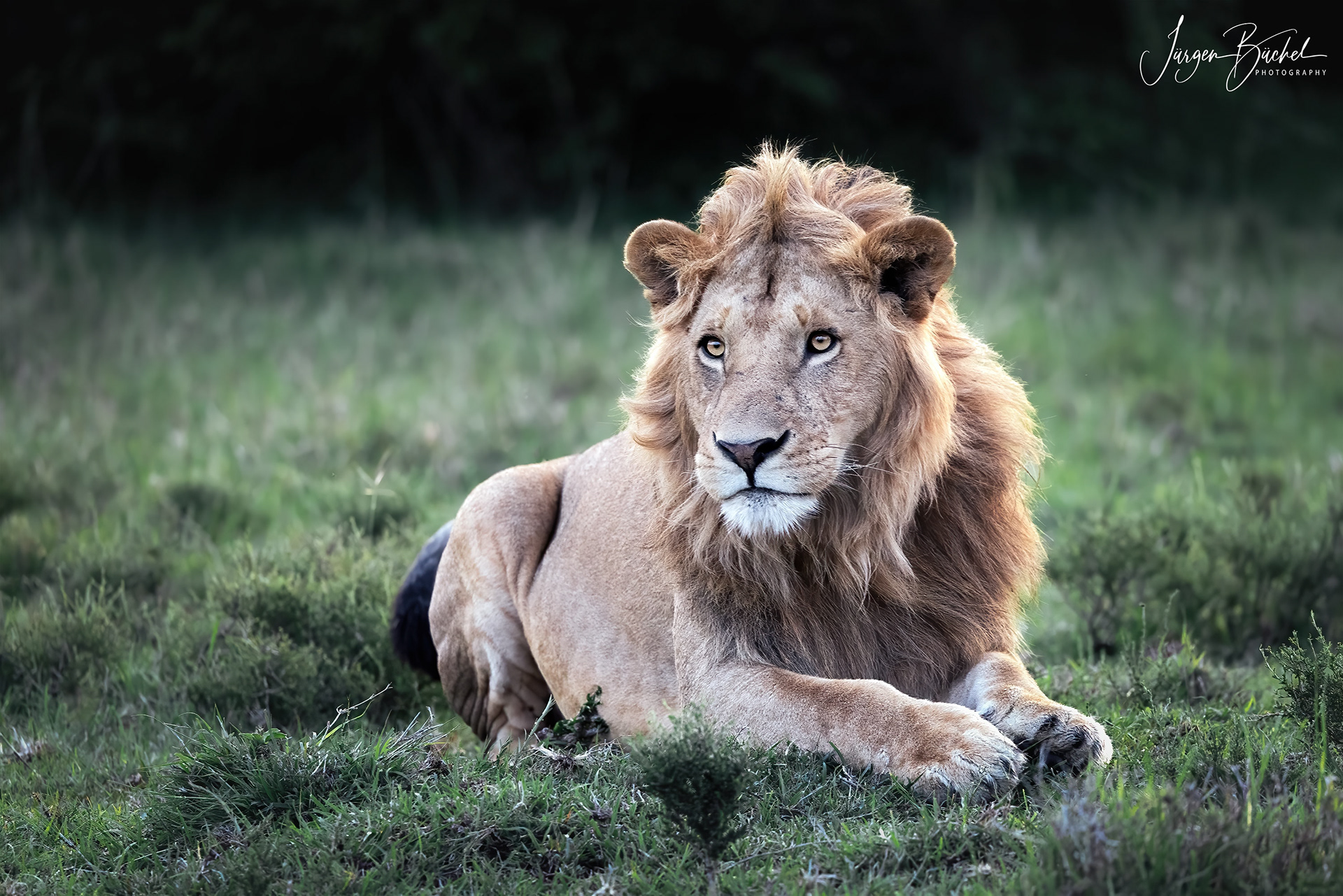 Olare Motorogi Conservancy, Kenya